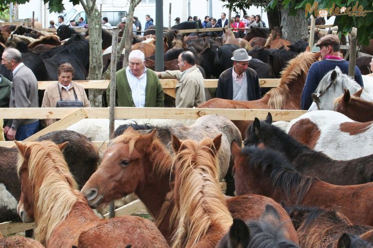 As San Lucas
Feria de ganado
