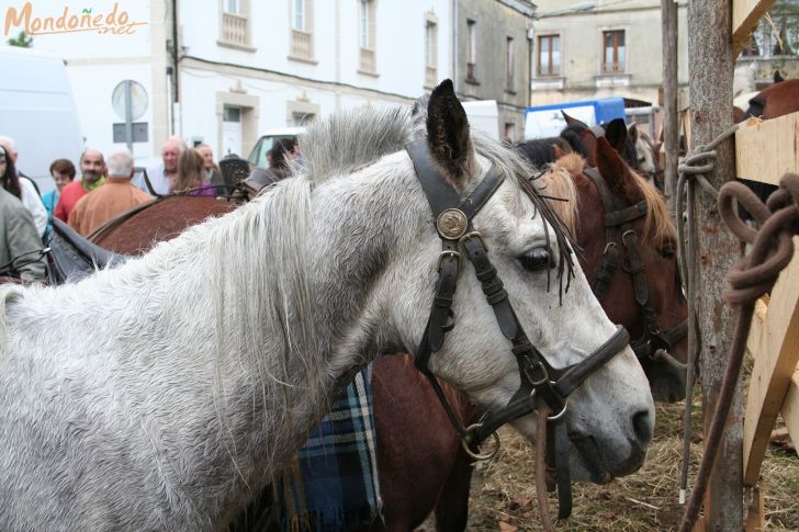 As San Lucas
Caballos en la feria
