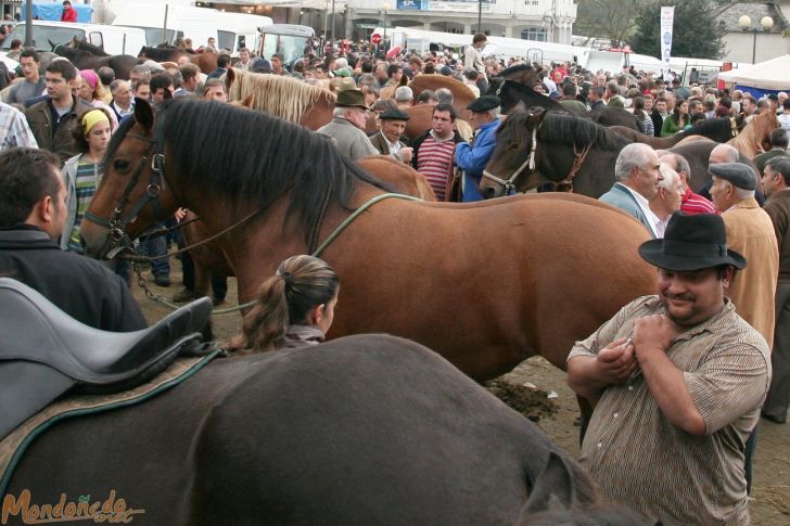 As San Lucas
Feria de ganado
