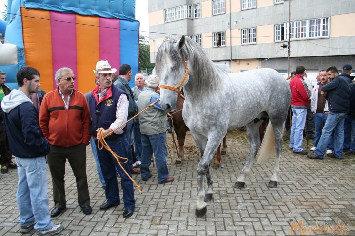 As San Lucas
Caballos en la feria
