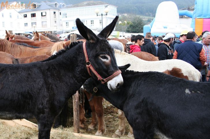 As San Lucas
Feria de ganado
