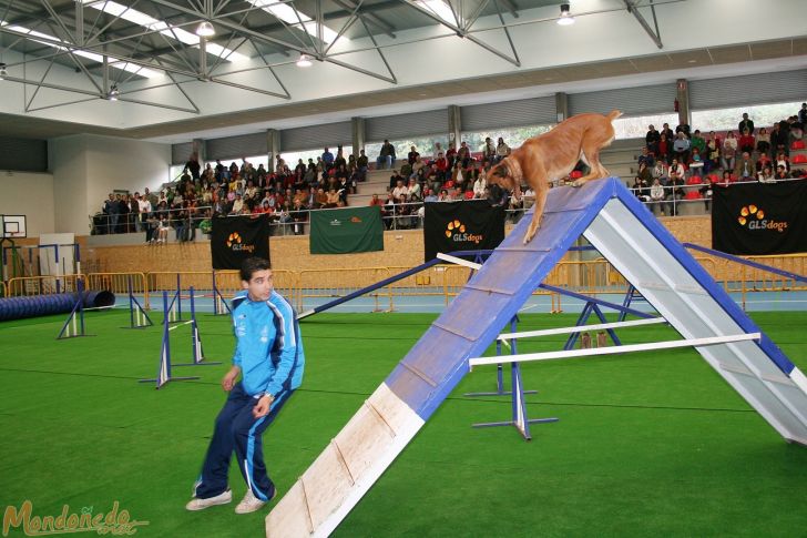 Concurso canino
Exhibición de Agility
