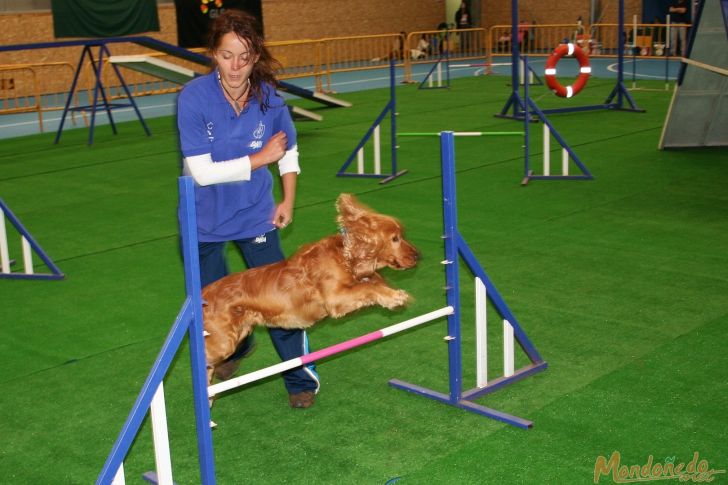 Concurso canino
Exhibición de Agility
