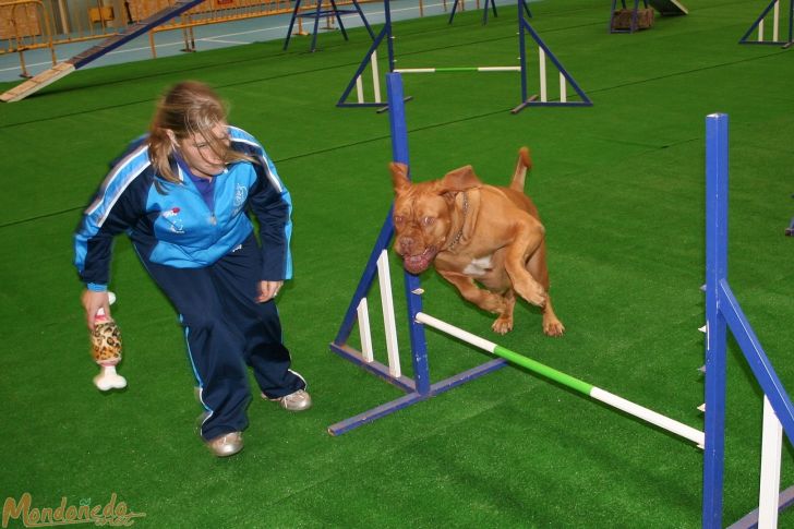 Concurso canino
Exhibición de Agility
