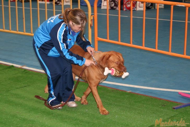 Concurso canino
Exhibición de Agility
