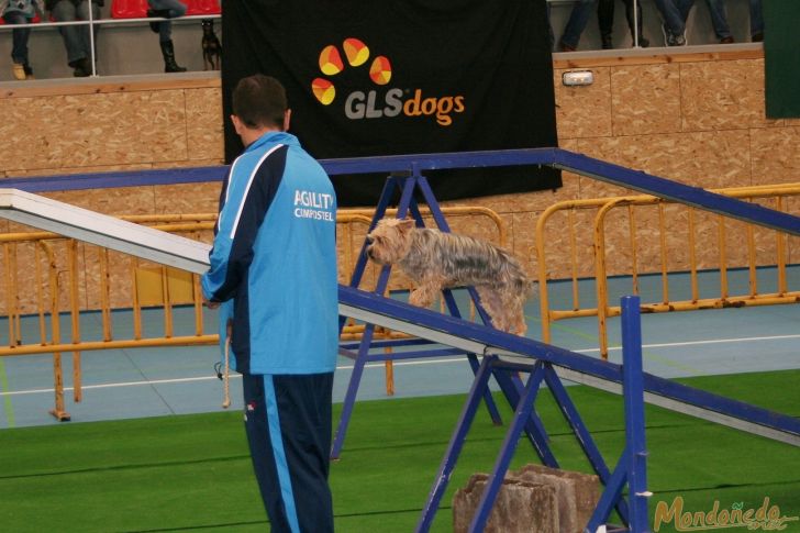 Concurso canino
Exhibición de Agility
