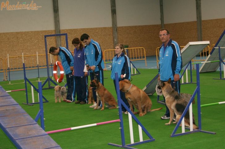 Concurso canino
Exhibición de Agility
