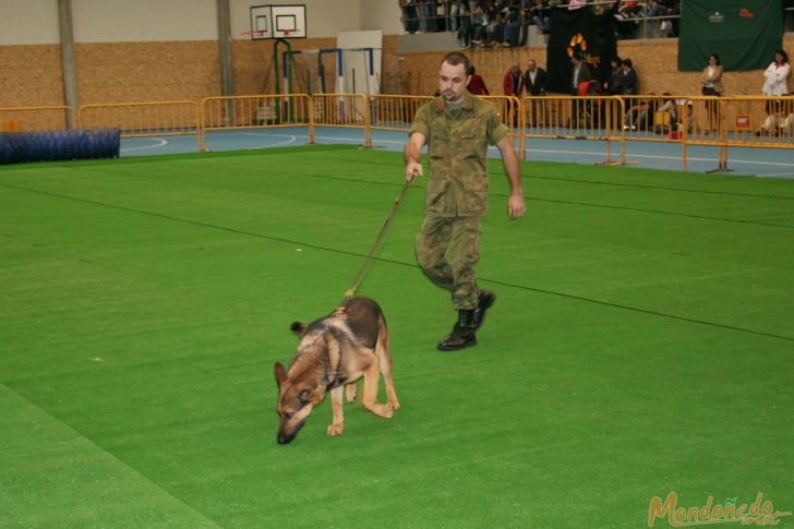 Concurso canino
Exhibición de Perros del Tercio Norte
