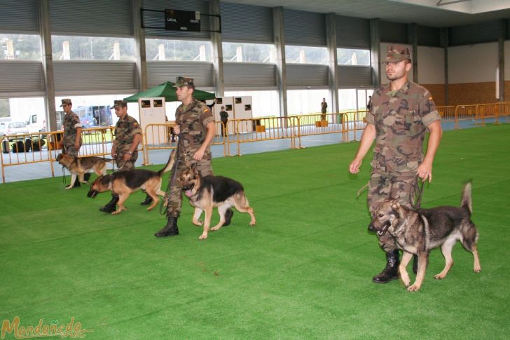 Concurso canino
Exhibición de Perros del Tercio Norte
