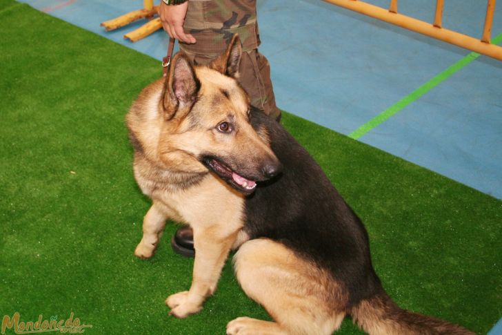 Concurso canino
Exhibición de Perros del Tercio Norte
