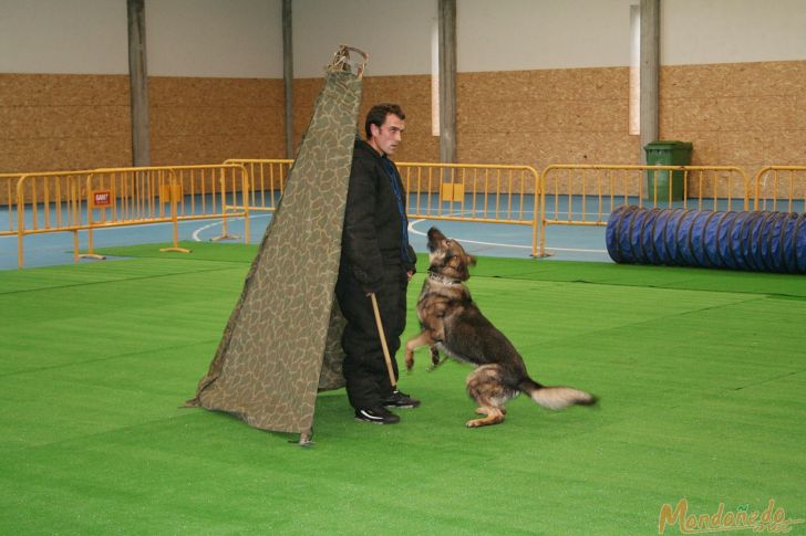 Concurso canino
Exhibición canina
