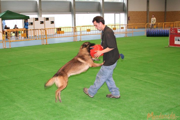 Concurso canino
Exhibición canina
