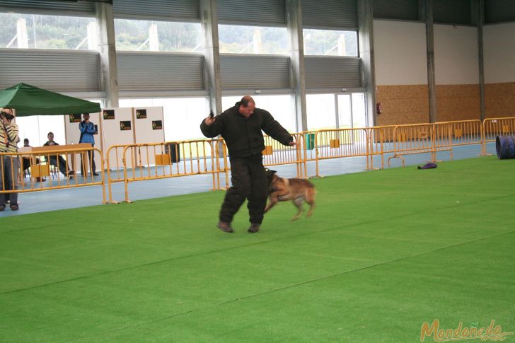 Concurso canino
Exhibición de Mondioring
