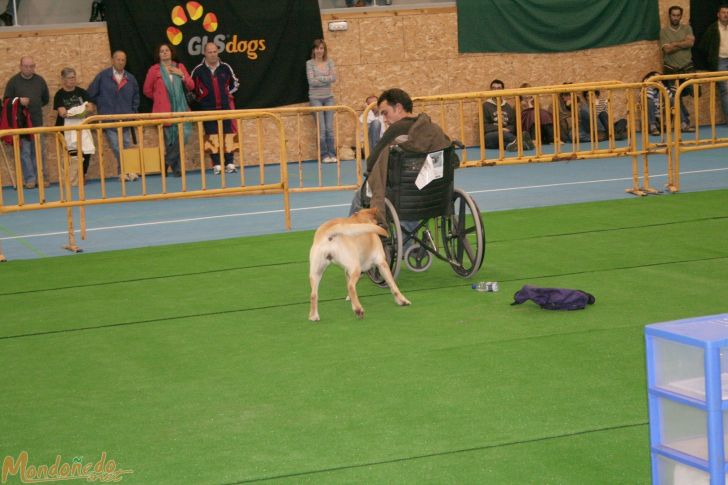 Concurso canino
Perros de ayuda a discapacitados
