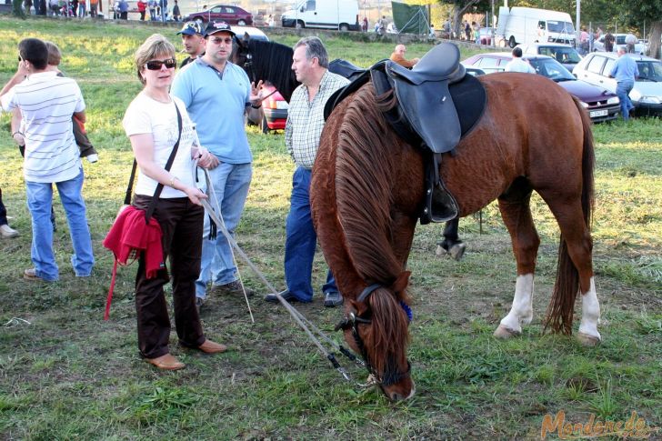 As San Lucas
Caballos del concurso de andadura
