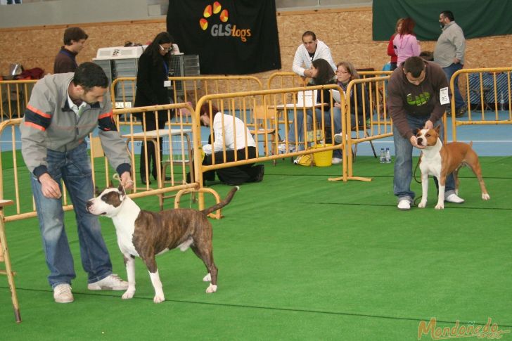 Concurso canino
Participantes
