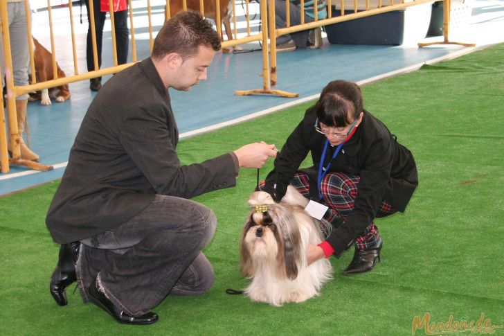 Concurso canino
Juicios matinales
