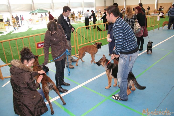 Concurso canino
Durante el concurso
