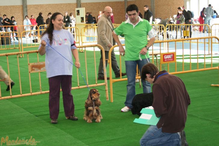 Concurso canino
Sesión matinal
