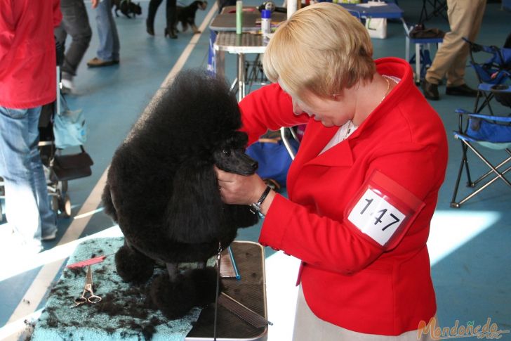 Concurso canino
En la peluqueria
