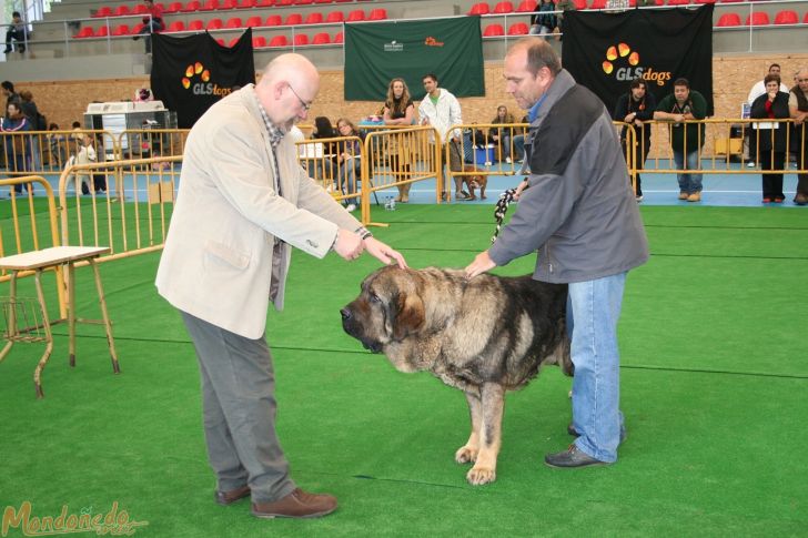 Concurso canino
En el concurso
