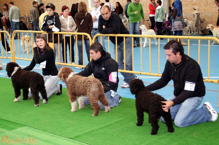 Concurso canino
Juicios matinales
