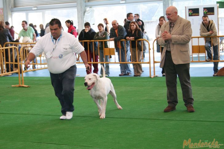 Concurso canino
Participando
