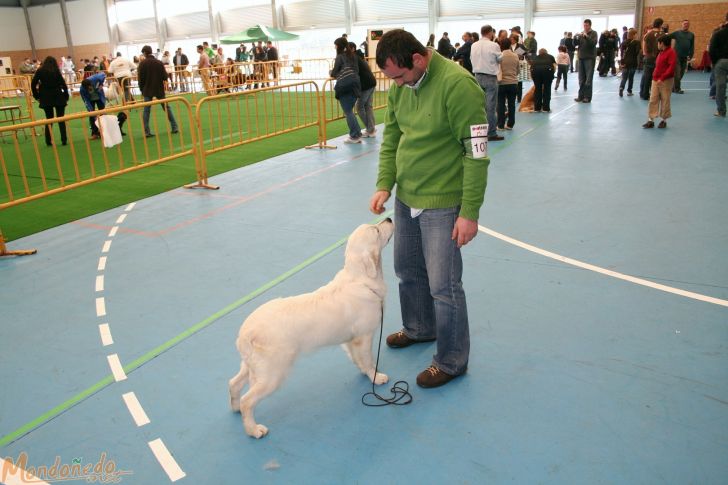 Concurso canino
Sesión matinal
