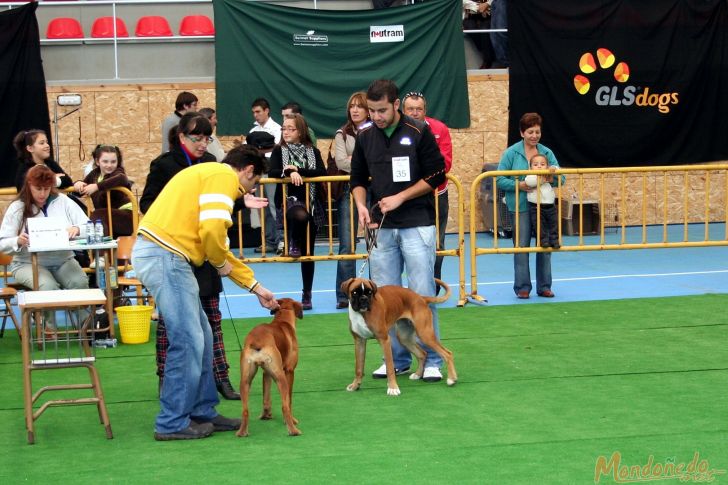 Concurso canino
Participando en el concurso
