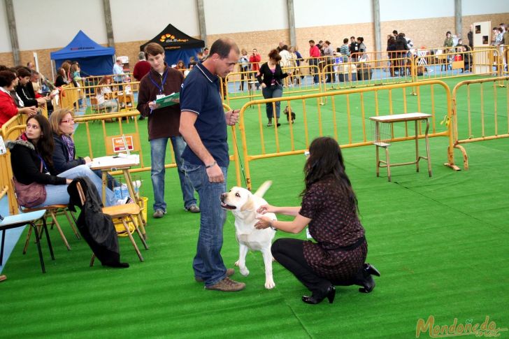 Concurso canino
Durante el concurso
