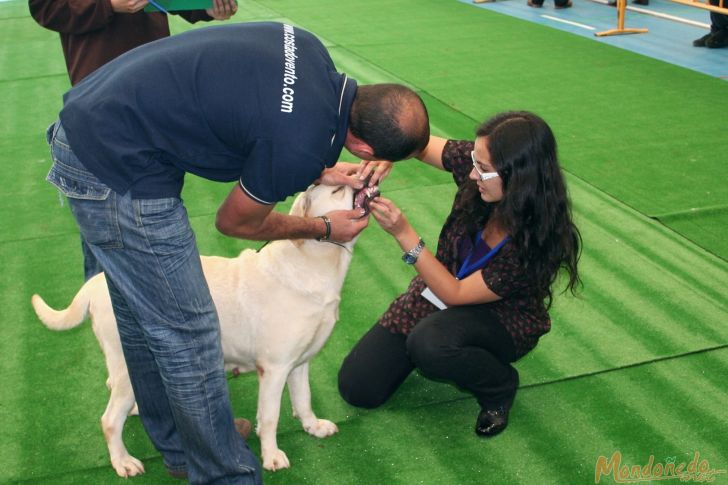 Concurso canino
Juicios matinales
