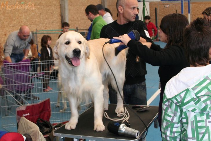 Concurso canino
En la peluquería
