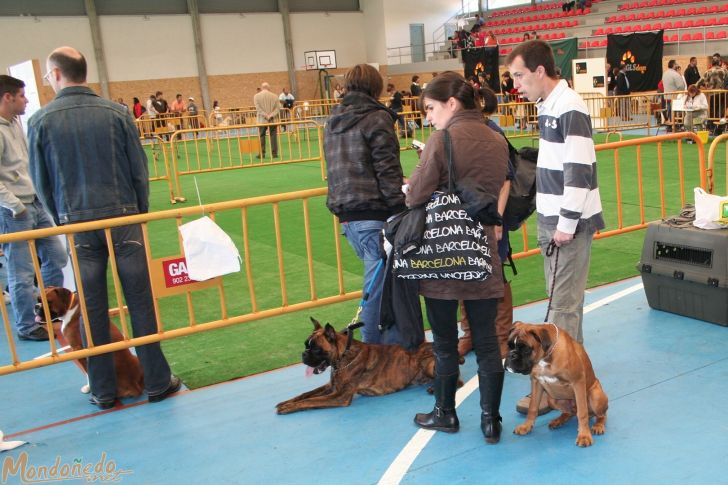 Concurso canino
Sesión matinal
