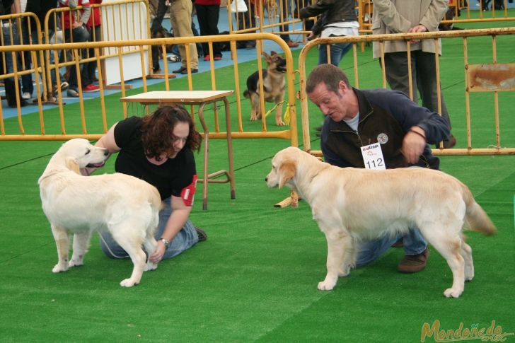 Concurso canino
Sesión matinal
