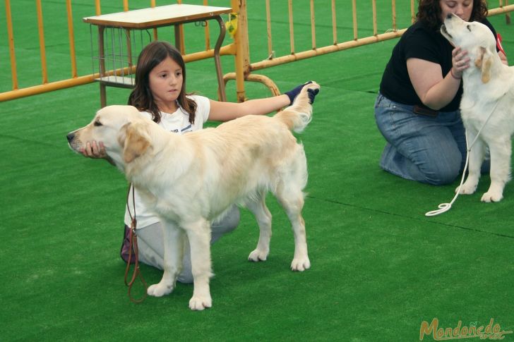 Concurso canino
Participando en el concurso
