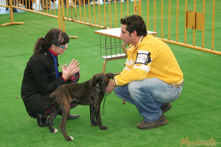 Concurso canino
Juicios matinales
