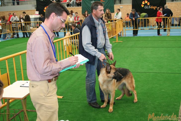 Concurso canino
Juicios matinales
