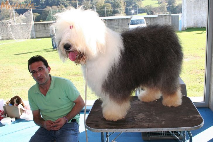 Concurso canino
Sesión matinal
