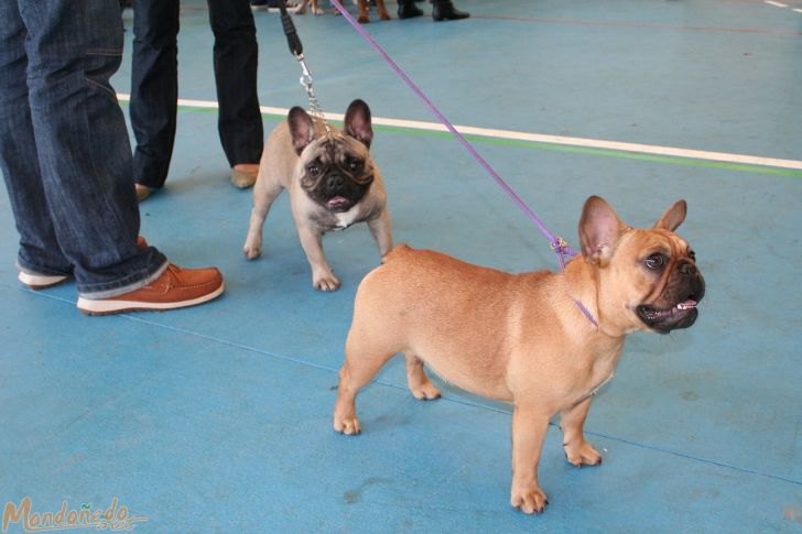 Concurso canino
Perros del concurso
