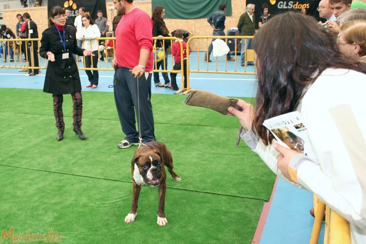 Concurso canino
Participante del concurso canino
