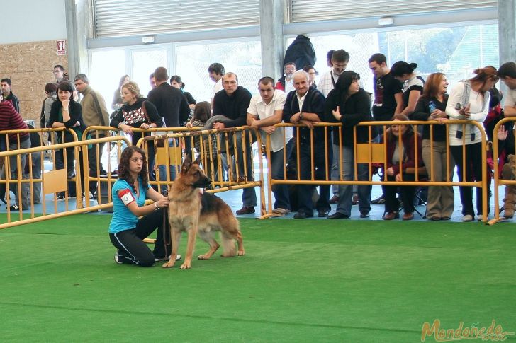 Concurso canino
Sesión matinal
