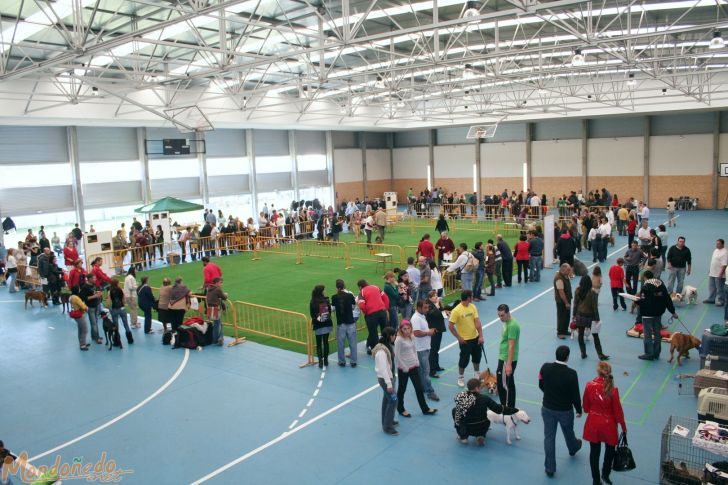 Concurso canino
El pabellón durante el concurso
