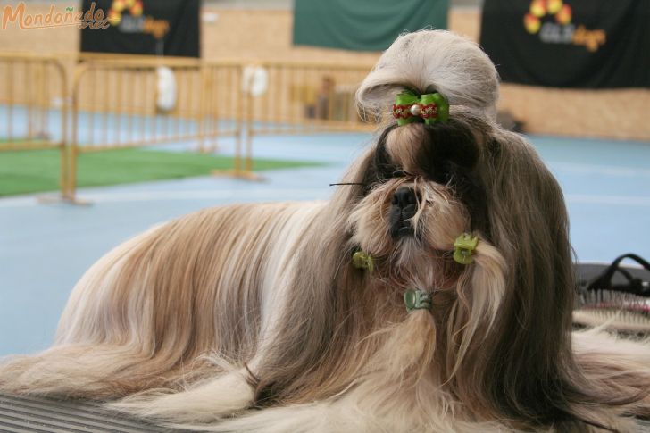 Concurso canino
Al salir del salón de belleza
