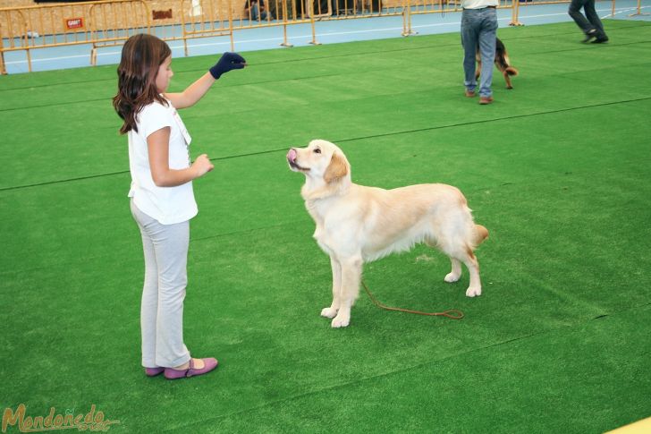 Concurso canino
En el concurso
