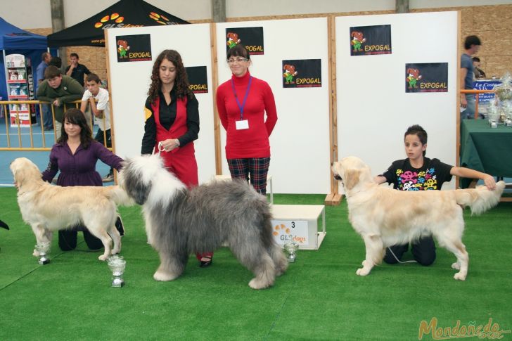 Concurso canino
Presentador juvenil:
1º BOBTAIL - 2º GOLDEN RETRIEVER - 3º GOLDEN RETRIEVER
