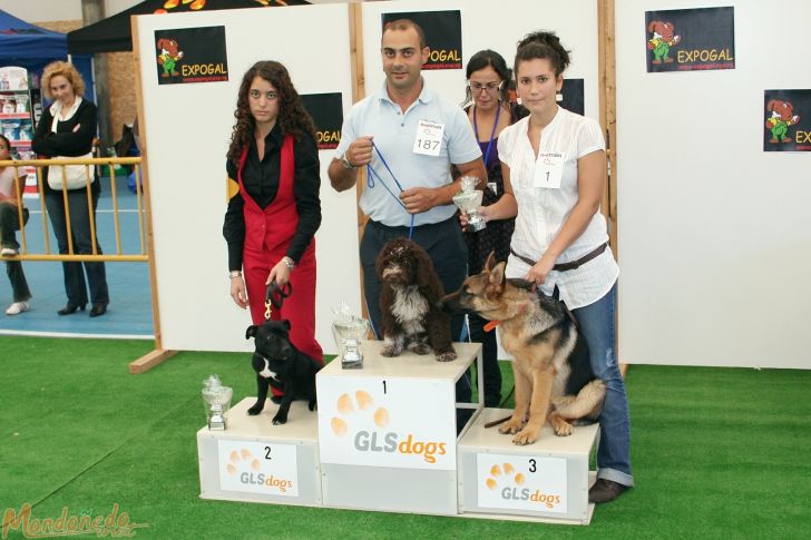 Concurso canino
Categoría muy cachorro:
1º PERRO DE AGUA - 2º STAFFORDSHIRE TERRIER - 3º PASTOR ALEMAN
