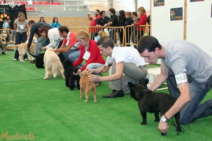 Concurso canino
Participando en la final
