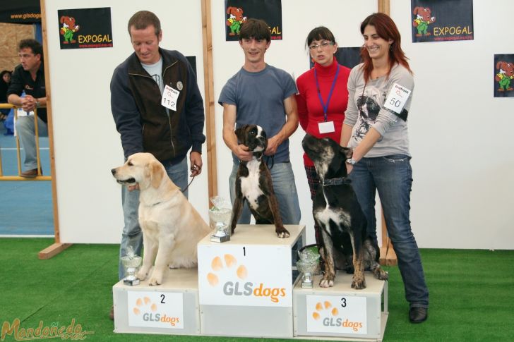 Concurso canino
Categoría cachorro:
1º BOXER ATIGRADO - 2º GOLDEN RETRIEVER - 3º ALANO
