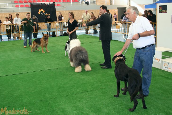 Concurso canino
Finales
