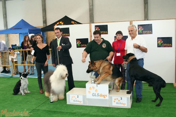 Concurso canino
Entrega de premios Grupo 1:
1º PASTOR ALEMAN - 2º BOBTAIL - 3º CA DE BESTIAR
